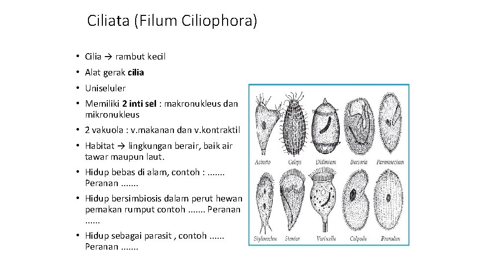 Ciliata (Filum Ciliophora) • Cilia → rambut kecil • Alat gerak cilia • Uniseluler