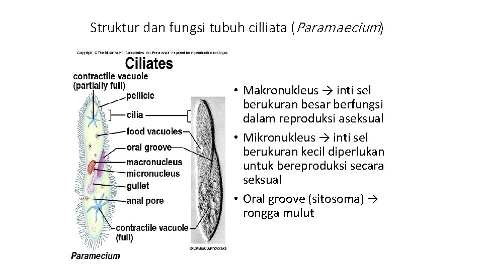 Struktur dan fungsi tubuh cilliata (Paramaecium) • Makronukleus → inti sel berukuran besar berfungsi