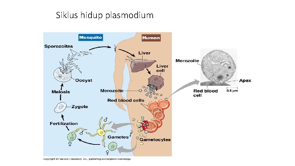 Siklus hidup plasmodium 