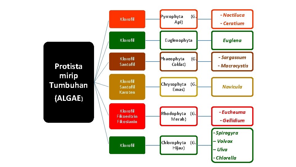 Klorofil Protista mirip Tumbuhan (ALGAE) Pyrrophyta Api) (G. Euglenophyta (G. - Noctiluca - Ceratium