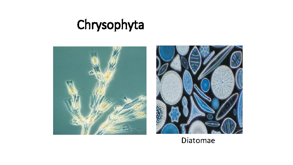 Chrysophyta Diatomae 