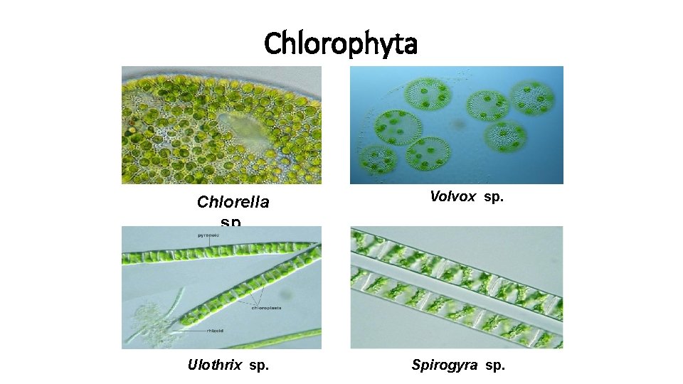 Chlorophyta Chlorella sp. Volvox sp. Ulothrix sp. Spirogyra sp. 