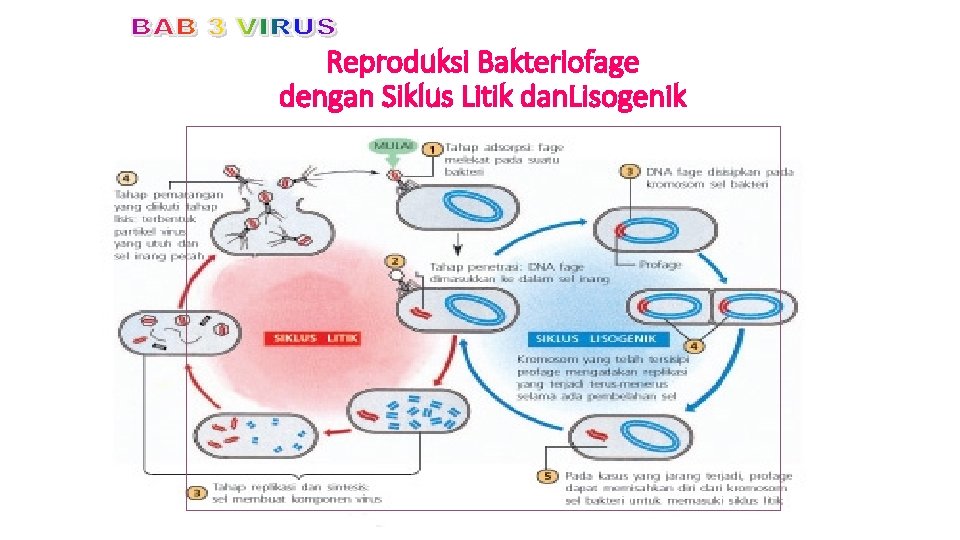 Reproduksi Bakteriofage dengan Siklus Litik dan. Lisogenik 