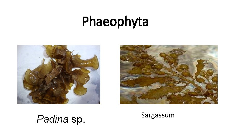 Phaeophyta Padina sp. Sargassum 