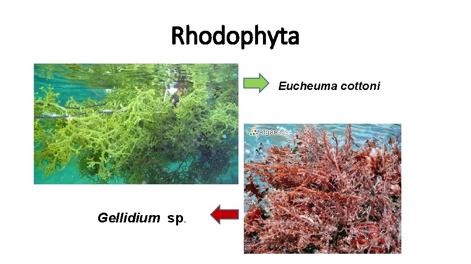 Rhodophyta Eucheuma cottoni Gellidium sp. 