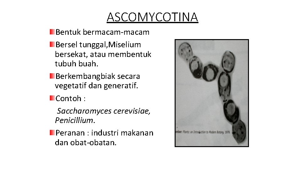 ASCOMYCOTINA Bentuk bermacam-macam Bersel tunggal, Miselium bersekat, atau membentuk tubuh buah. Berkembangbiak secara vegetatif