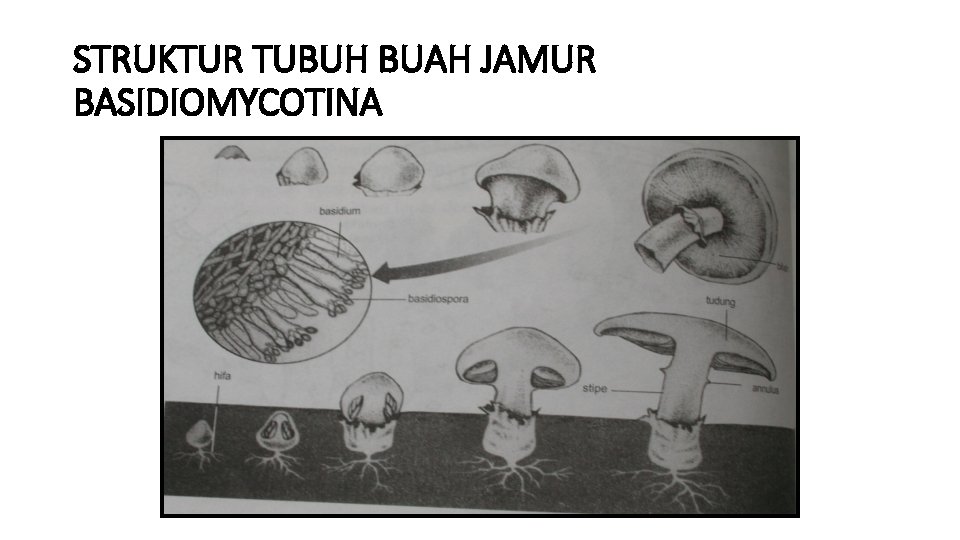 STRUKTUR TUBUH BUAH JAMUR BASIDIOMYCOTINA 