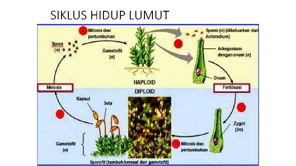 SIKLUS HIDUP LUMUT 