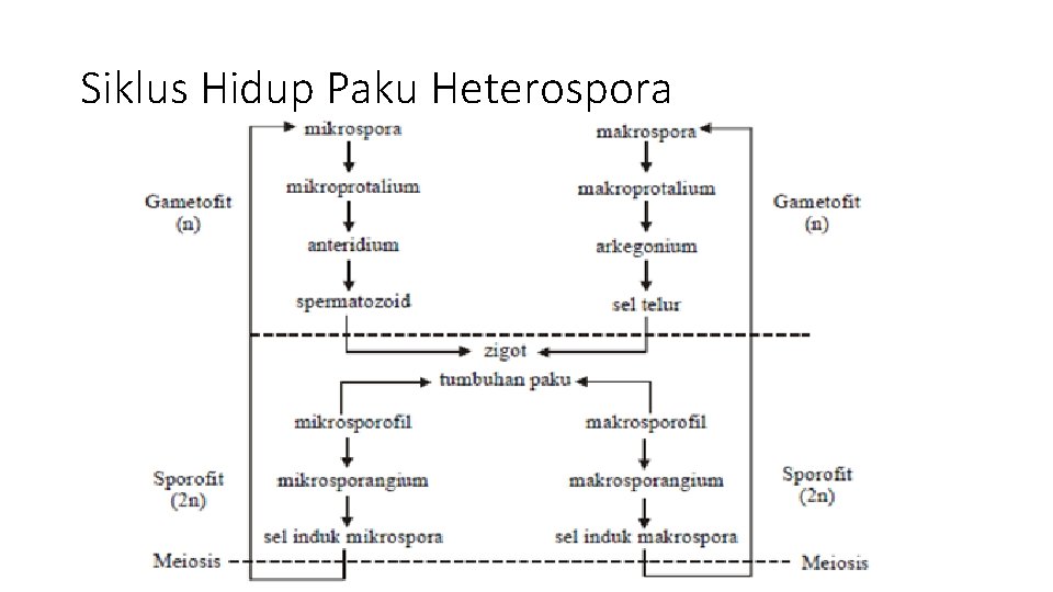 Siklus Hidup Paku Heterospora 