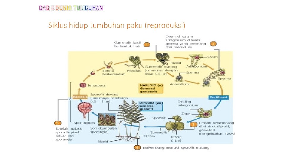 Siklus hidup tumbuhan paku (reproduksi) 