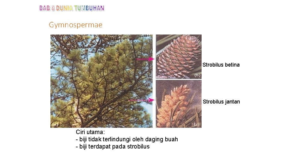 Gymnospermae Strobilus betina Strobilus jantan Ciri utama: - biji tidak terlindungi oleh daging buah