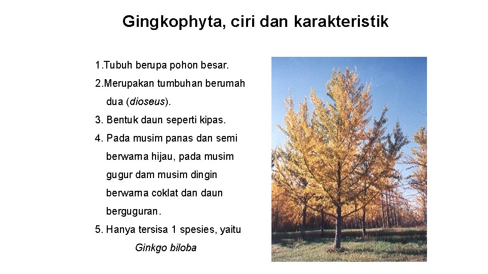Gingkophyta, ciri dan karakteristik 1. Tubuh berupa pohon besar. 2. Merupakan tumbuhan berumah dua