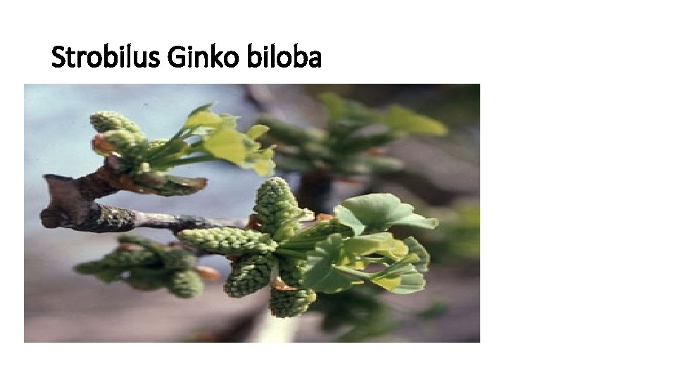 Strobilus Ginko biloba 