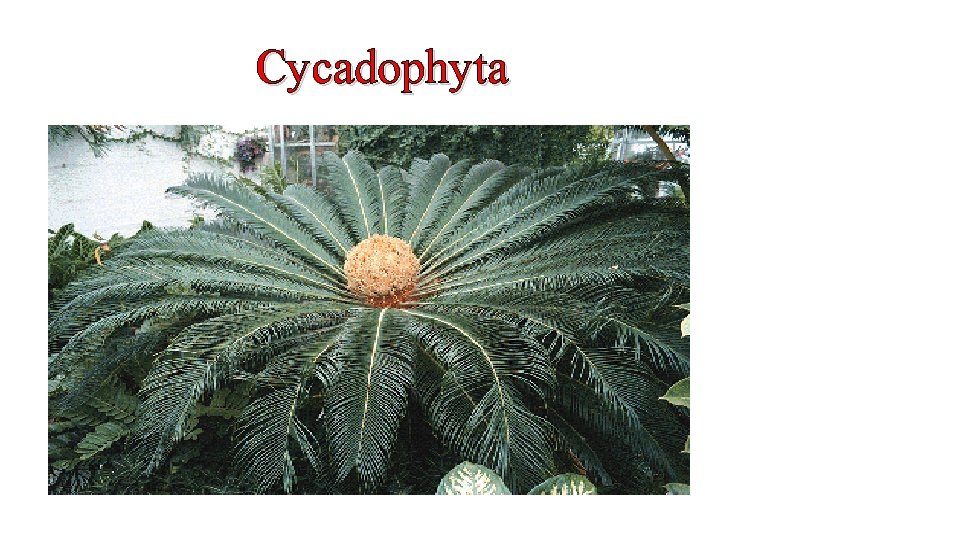 Cycadophyta 