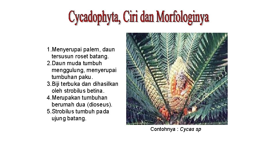 1. Menyerupai palem, daun tersusun roset batang. 2. Daun muda tumbuh menggulung, menyerupai tumbuhan
