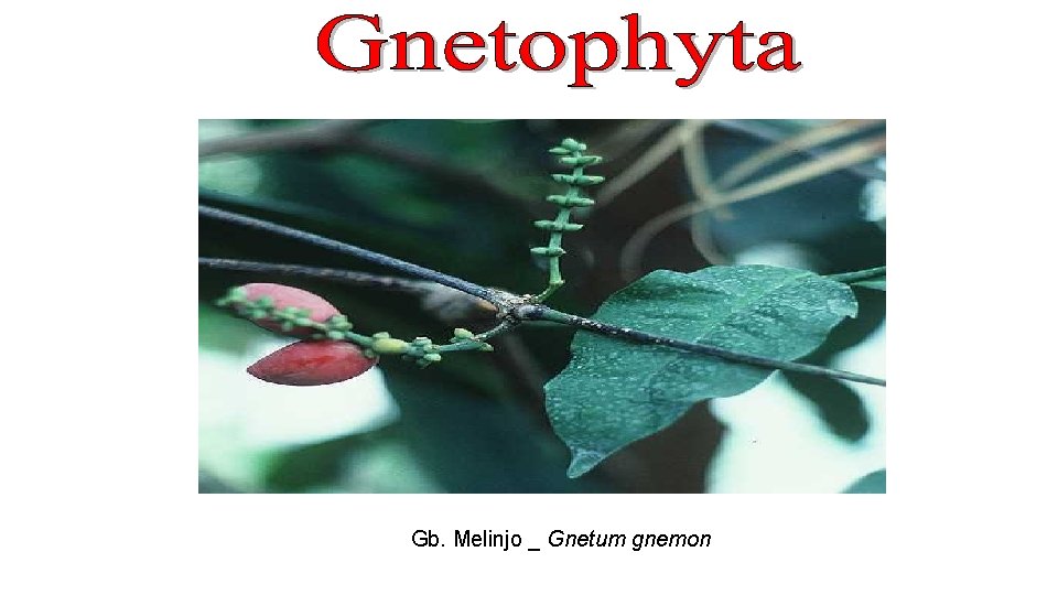 Gb. Melinjo _ Gnetum gnemon 
