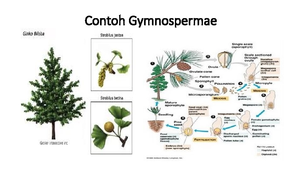 Contoh Gymnospermae 