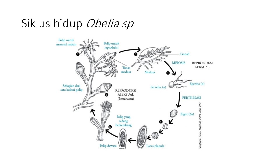 Siklus hidup Obelia sp 