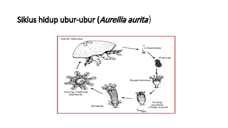 Siklus hidup ubur-ubur (Aurellia aurita ) 