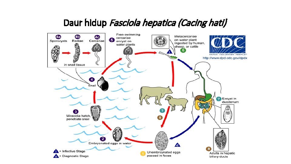 Daur hidup Fasciola hepatica (Cacing hati) 