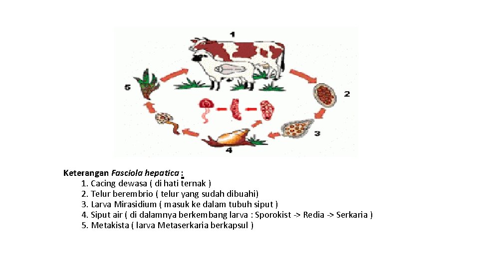 Keterangan Fasciola hepatica : 1. Cacing dewasa ( di hati ternak ) 2. Telur