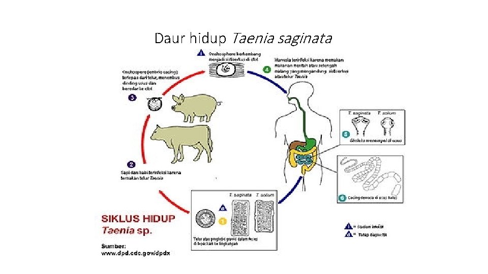 Daur hidup Taenia saginata 