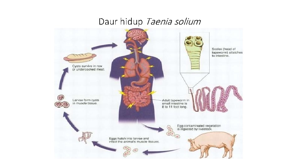 Daur hidup Taenia solium 