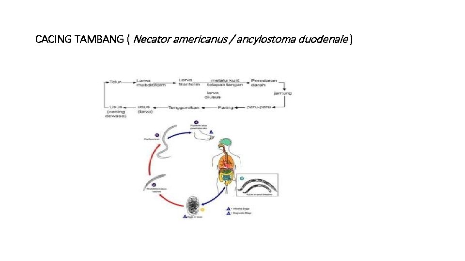 CACING TAMBANG ( Necator americanus / ancylostoma duodenale ) 