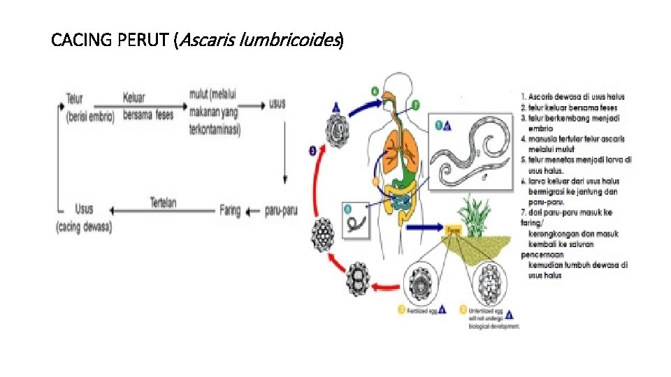 CACING PERUT (Ascaris lumbricoides) 