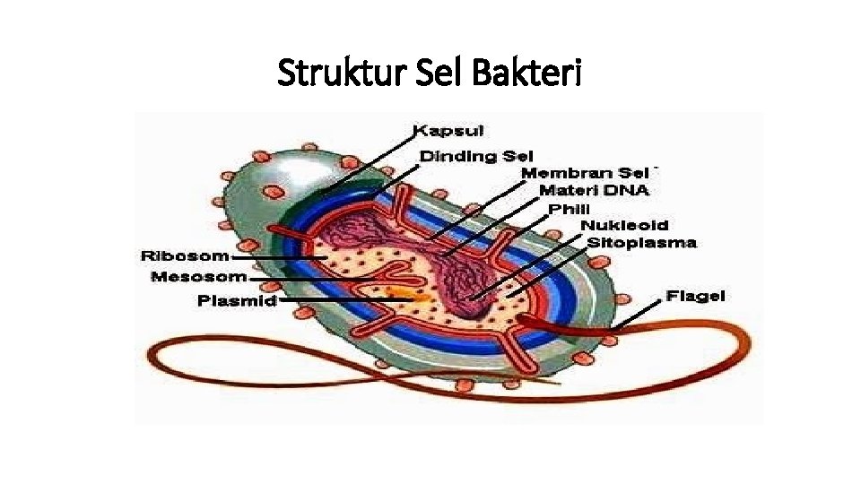 Struktur Sel Bakteri 