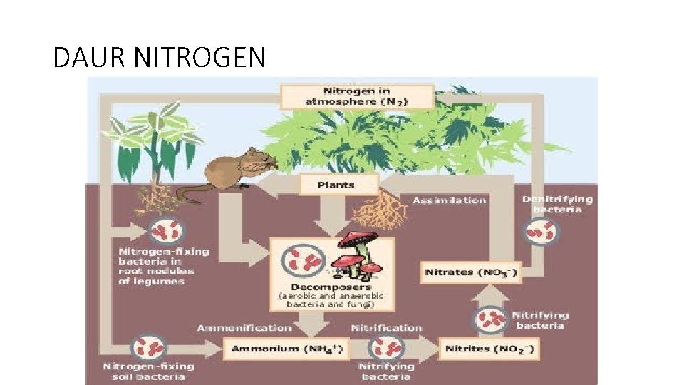 DAUR NITROGEN 