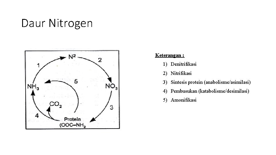 Daur Nitrogen Keterangan : 1) Denitrifikasi 2) Nitrifikasi 3) Sintesis protein (anabolisme/asimilasi) 4) Pembusukan