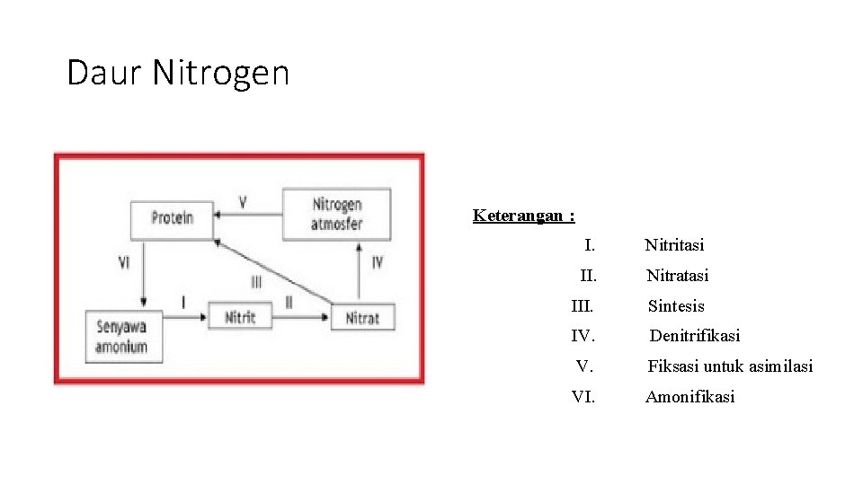 Daur Nitrogen Keterangan : I. Nitritasi II. Nitratasi III. Sintesis IV. Denitrifikasi V. Fiksasi