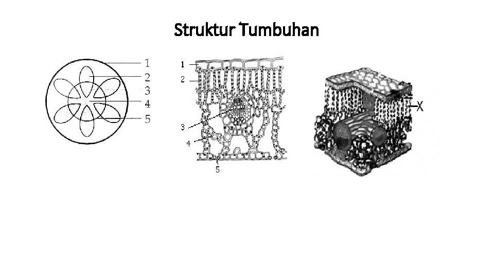 Struktur Tumbuhan 