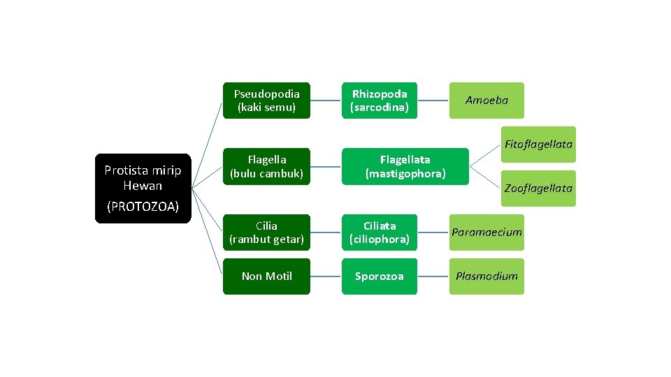 Pseudopodia (kaki semu) Protista mirip Hewan (PROTOZOA) Flagella (bulu cambuk) Rhizopoda (sarcodina) Flagellata (mastigophora)