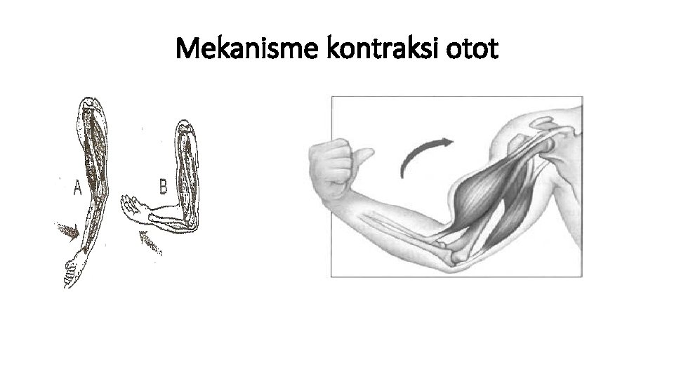 Mekanisme kontraksi otot 