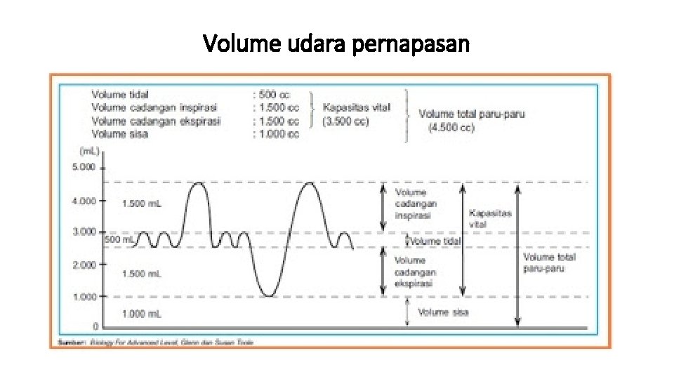 Volume udara pernapasan 