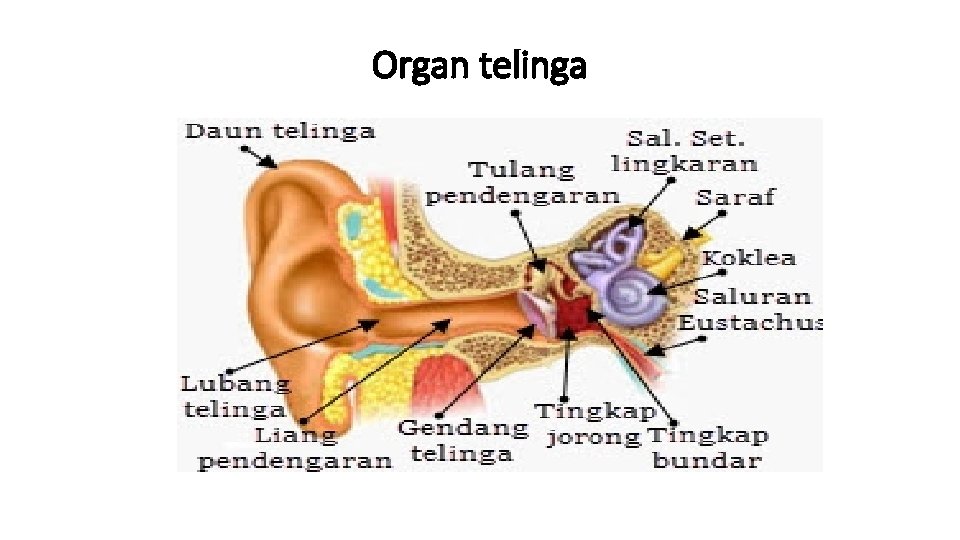 Organ telinga 