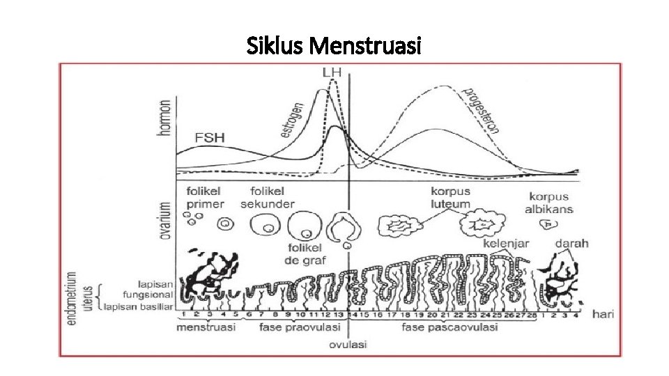 Siklus Menstruasi 