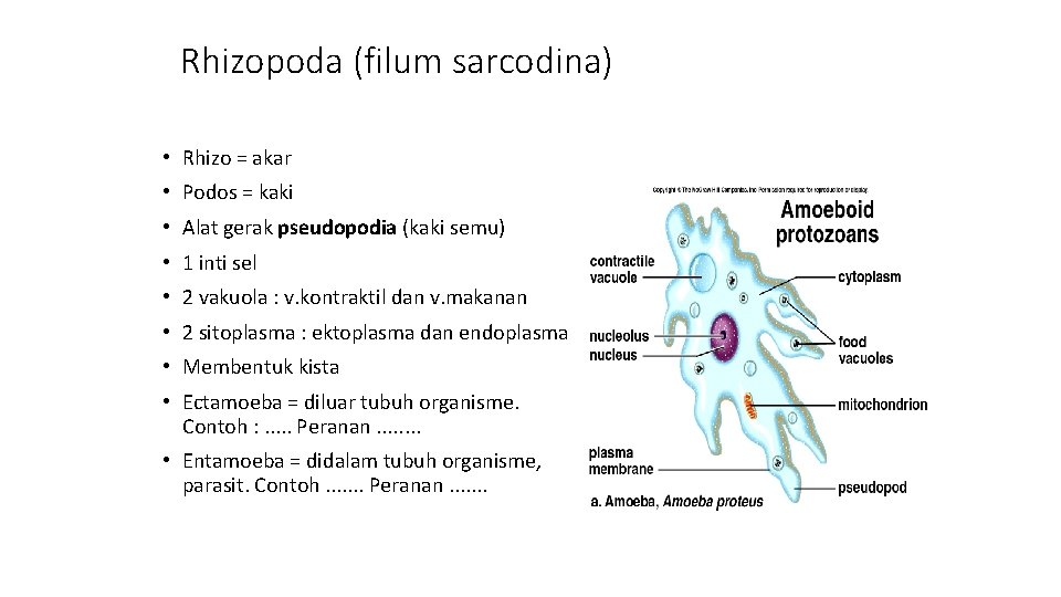 Rhizopoda (filum sarcodina) • Rhizo = akar • Podos = kaki • Alat gerak