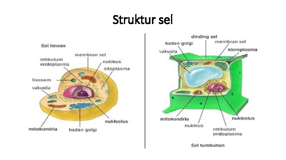 Struktur sel 