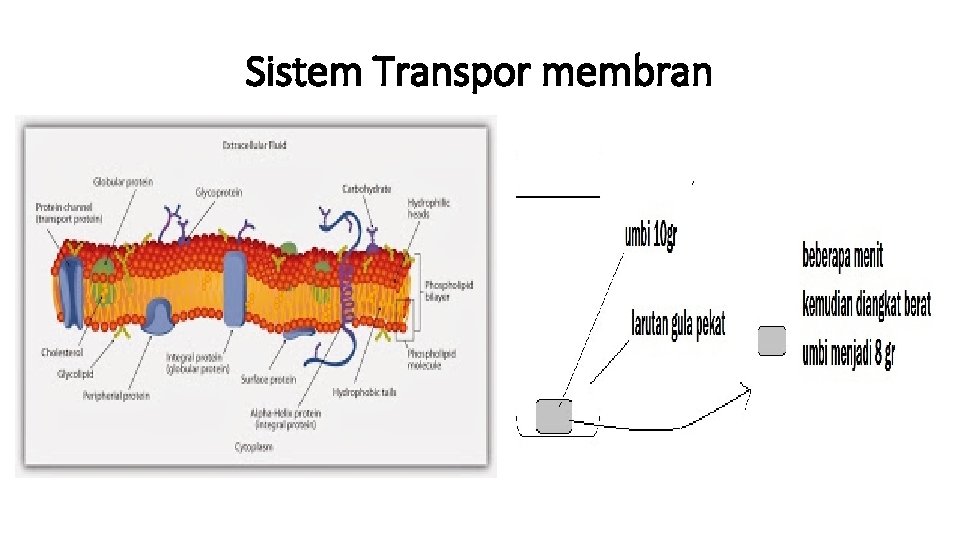 Sistem Transpor membran 