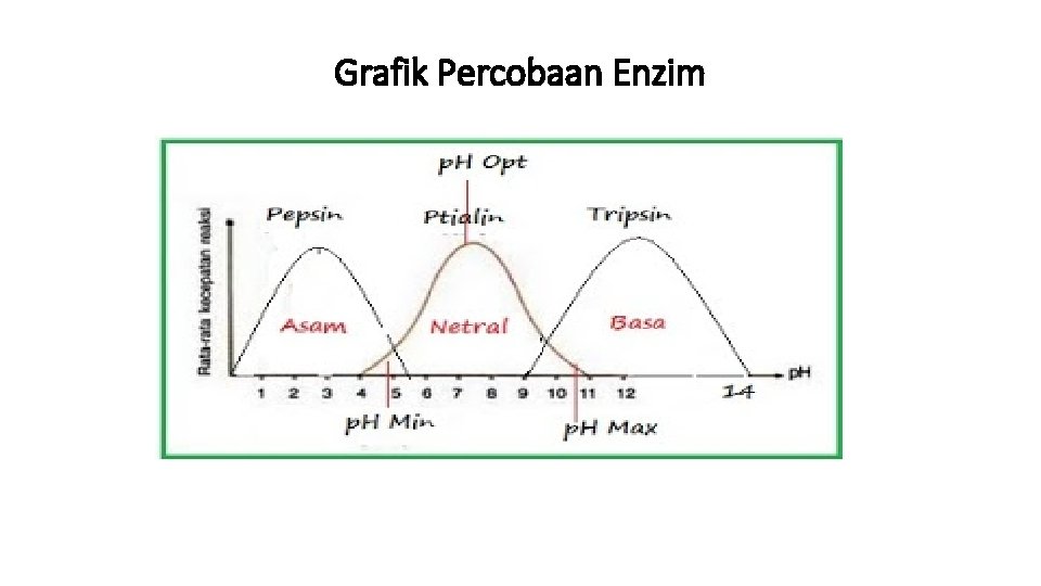 Grafik Percobaan Enzim 
