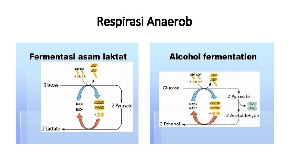 Respirasi Anaerob 