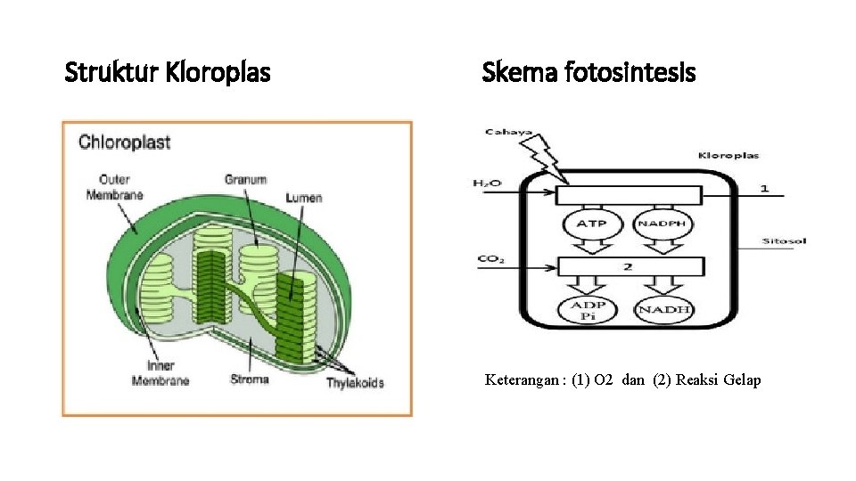 Struktur Kloroplas Skema fotosintesis Keterangan : (1) O 2 dan (2) Reaksi Gelap 
