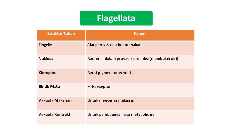 Flagellata Struktur Tubuh Fungsi Flagella Alat gerak & alat bantu makan Nukleus Berperan dalam