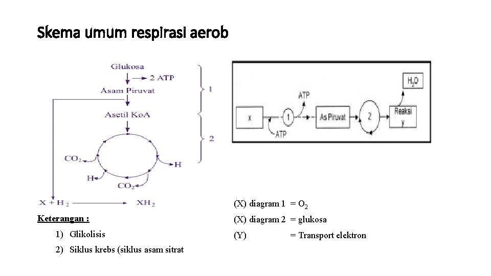 Skema umum respirasi aerob (X) diagram 1 = O 2 Keterangan : 1) Glikolisis