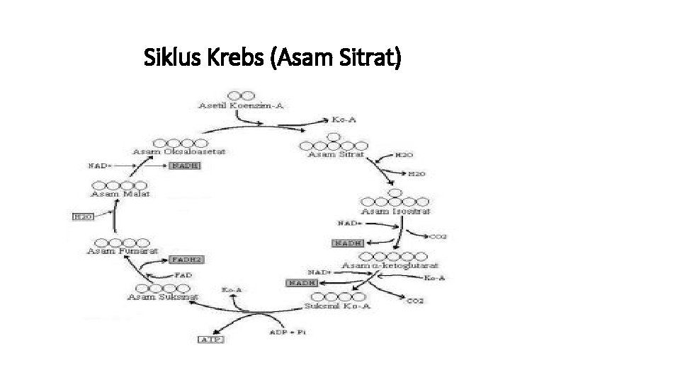 Siklus Krebs (Asam Sitrat) 