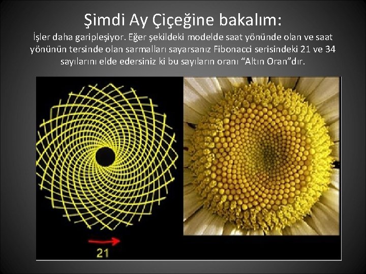 Şimdi Ay Çiçeğine bakalım: İşler daha garipleşiyor. Eğer şekildeki modelde saat yönünde olan ve