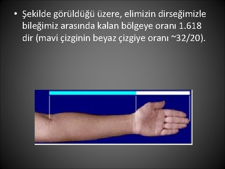  • Şekilde görüldüğü üzere, elimizin dirseğimizle bileğimiz arasında kalan bölgeye oranı 1. 618